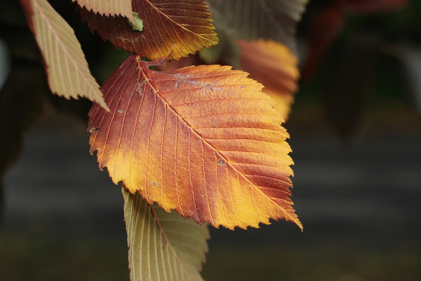 Изображение особи Ulmus laevis.