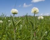 Trifolium montanum