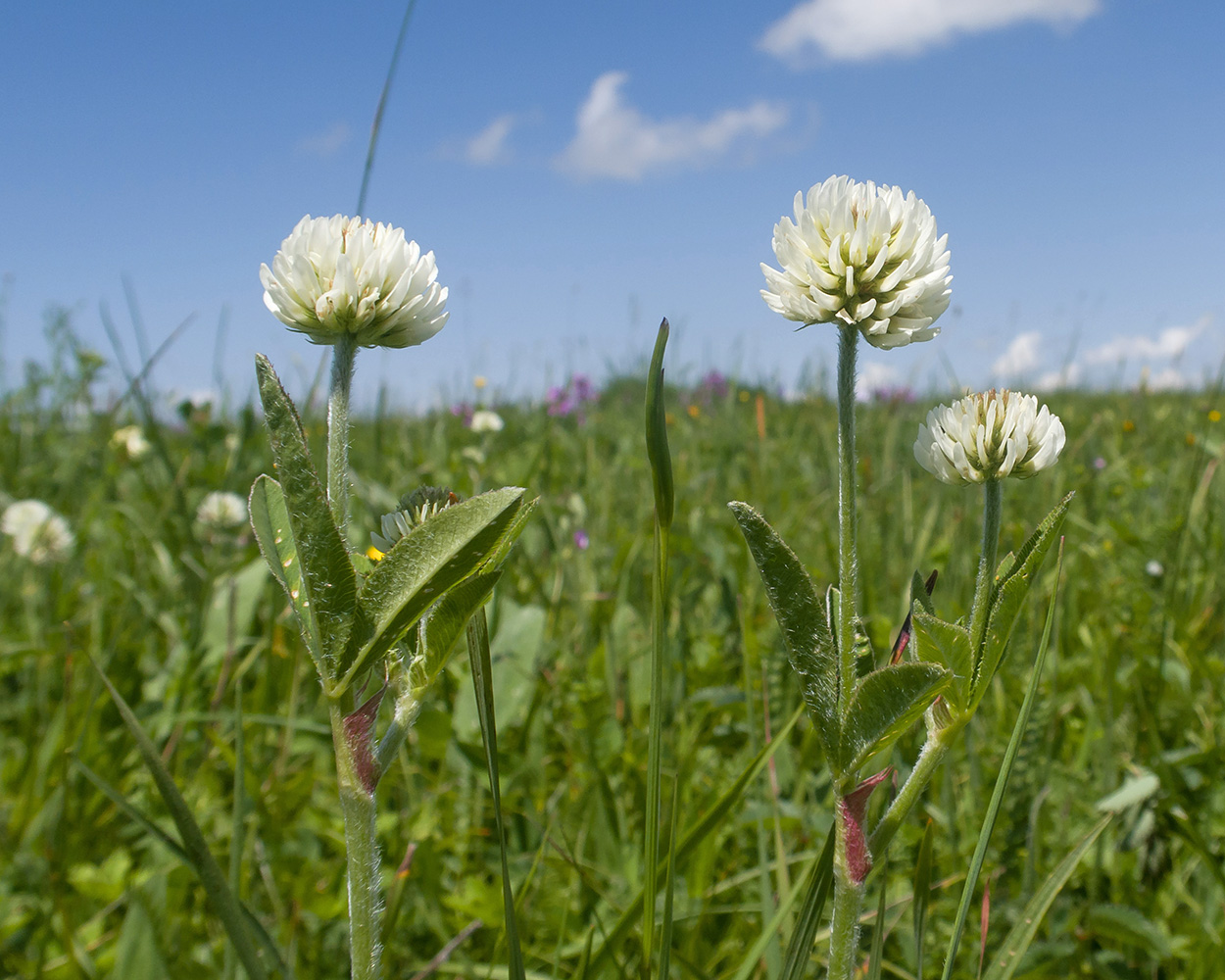 Изображение особи Trifolium montanum.