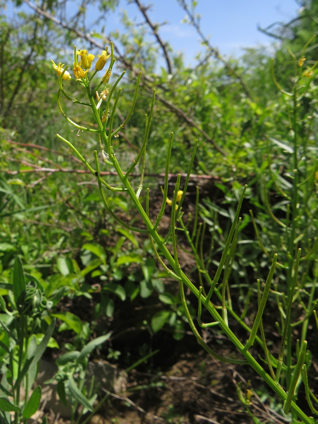 Изображение особи Barbarea plantaginea.