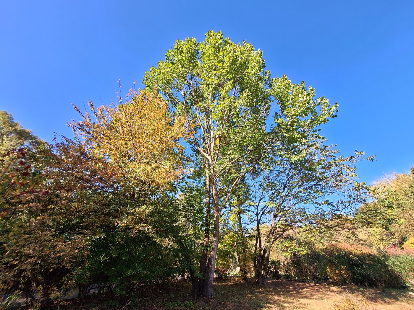 Изображение особи Platanus occidentalis.