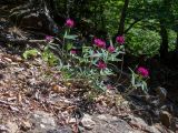 Trifolium alpestre. Цветущие растения. Крым, Южный Берег, окр. с. Лучистое, гора Южная Демерджи, лесистый склон. 03.06.2024.