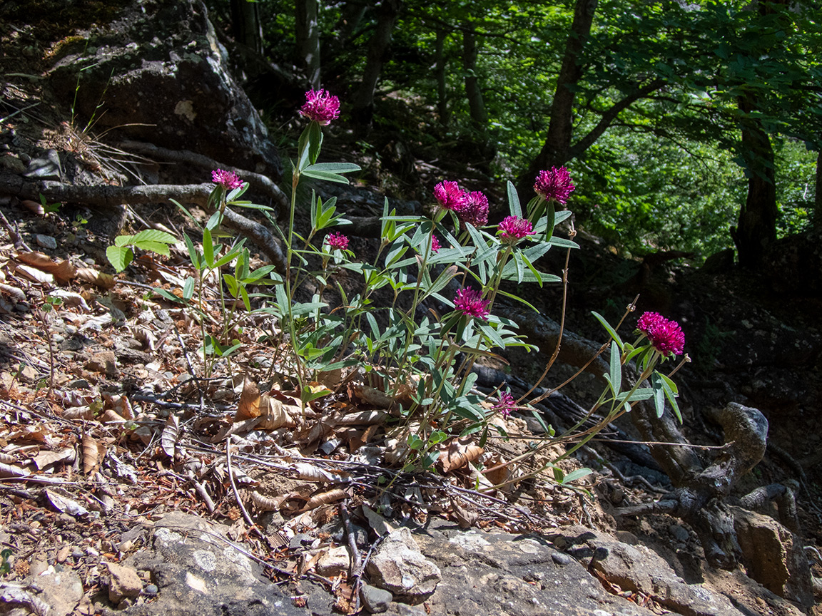 Изображение особи Trifolium alpestre.