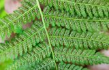Athyrium filix-femina