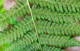 Athyrium filix-femina