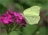 Dianthus barbatus. Соцветие с питающейся бабочкой-лимонницей Gonepteryx rhamni. Московская обл., Раменский р-н, окр. дер. Хрипань, садовый участок. 13.07.2018.