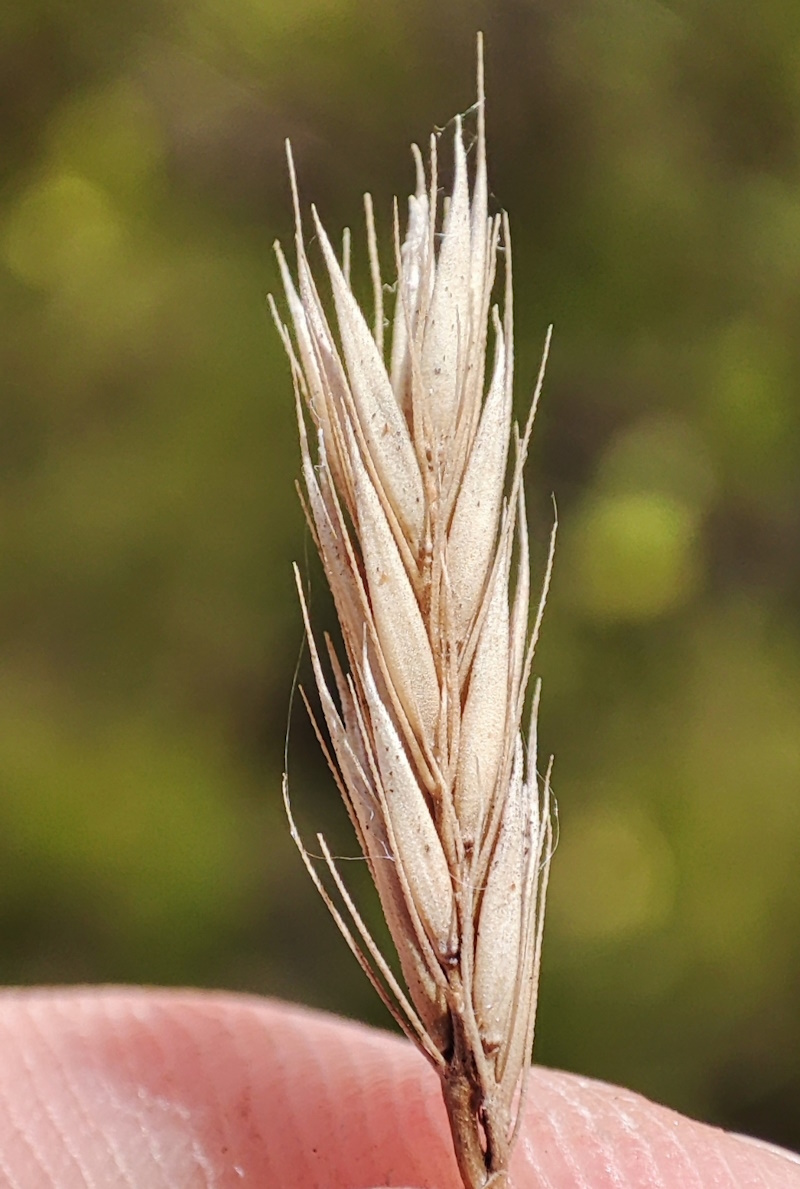 Image of Psathyrostachys juncea specimen.