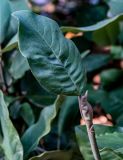 View full-size image Magnolia delavayi