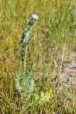 View full-size image Carduus arabicus
