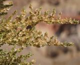 View full-size image Salsola dendroides