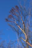 View full-size image Sorbus commixta
