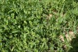View full-size image Asperugo procumbens
