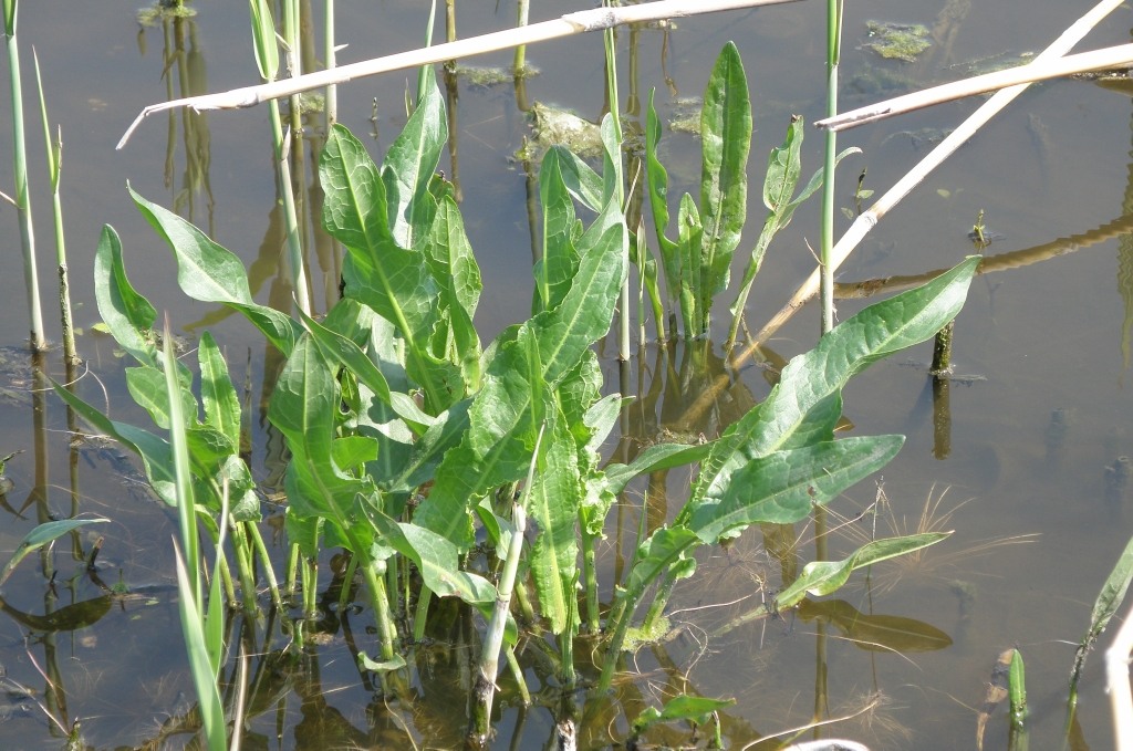 Image of Rumex stenophyllus specimen.