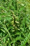 View full-size image Astragalus falcatus
