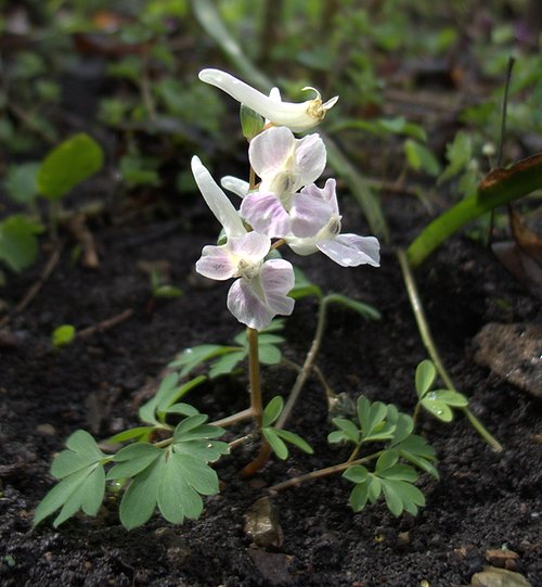 Image of Corydalis caucasica specimen.