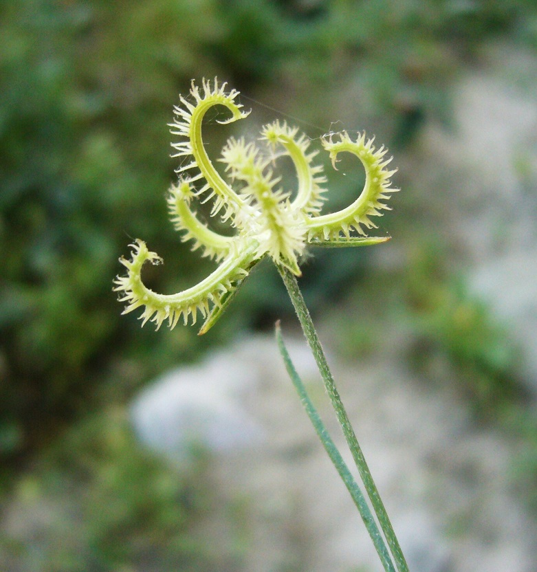 Изображение особи Koelpinia linearis.