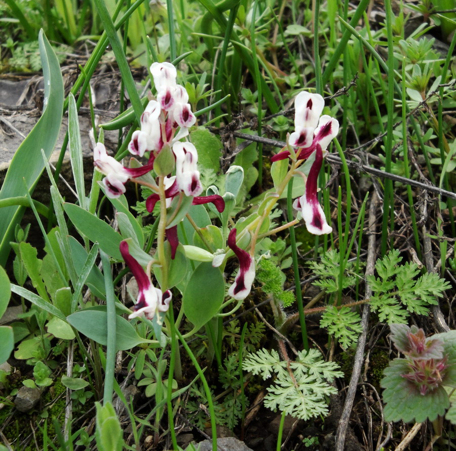 Изображение особи Corydalis persica.