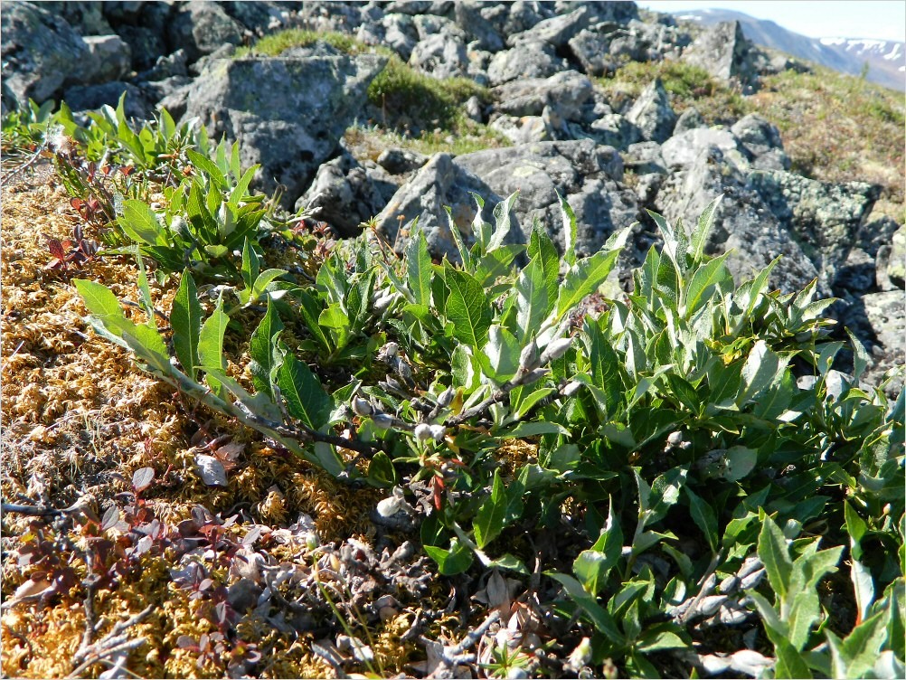 Image of Salix recurvigemmata specimen.