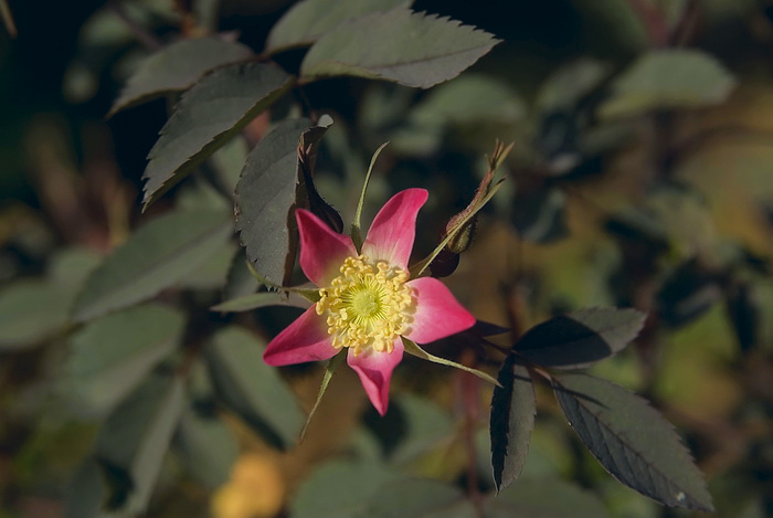 Изображение особи Rosa glauca.