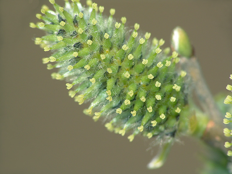 Image of Salix cinerea specimen.