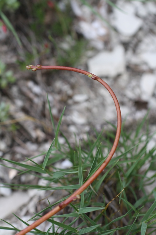 Image of Cuscuta monogyna specimen.