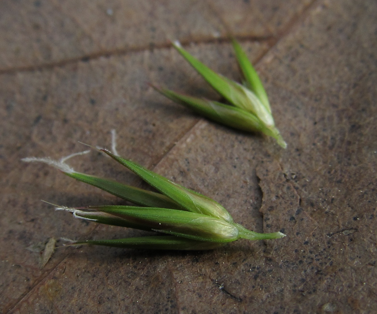 Image of Anthoxanthum odoratum specimen.