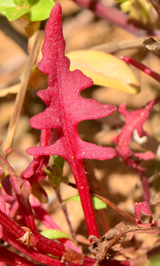 Image of Rumex pictus specimen.