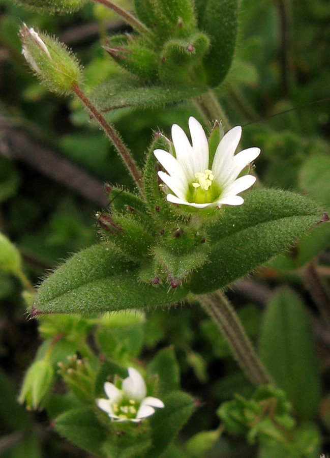 Image of Cerastium holosteoides specimen.