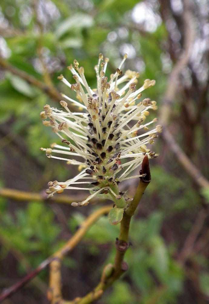 Изображение особи Salix caprea.