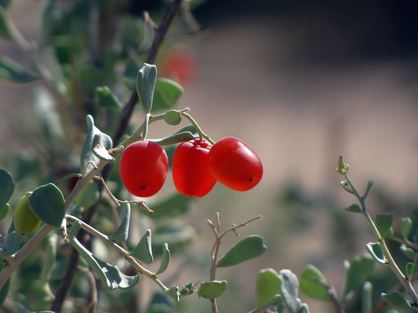 Nitraria retusa