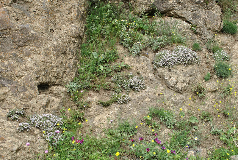 Image of Thymus trautvetteri specimen.