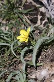 Tulipa lemmersii