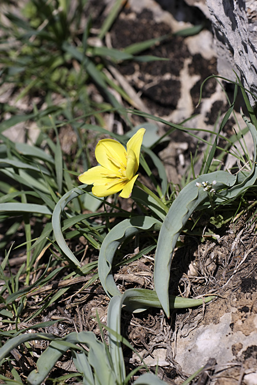 Изображение особи Tulipa lemmersii.