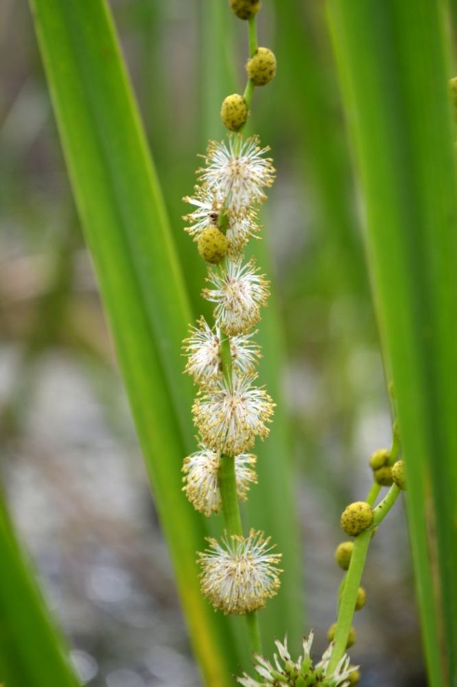 Image of Sparganium erectum specimen.