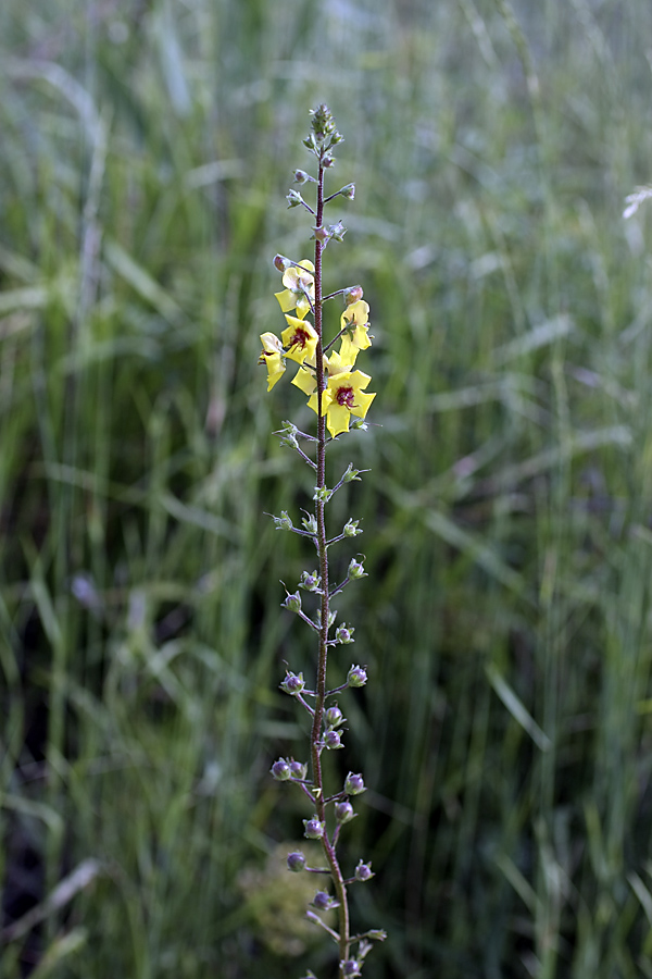 Image of Verbascum blattaria specimen.