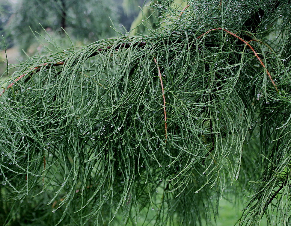 Изображение особи Taxodium distichum var. imbricatum.