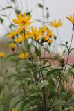 Helianthus tuberosus. Верхушка цветущего растения. Коми, г. Сыктывкар, дворовая территория.16.09.2012.