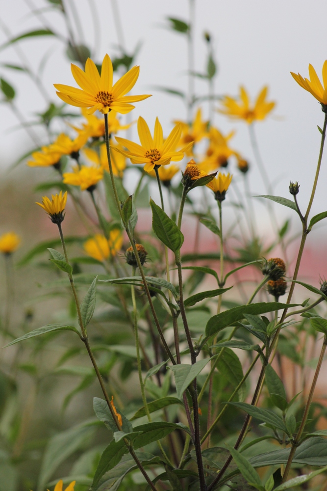 Image of Helianthus tuberosus specimen.