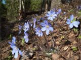 Hepatica nobilis