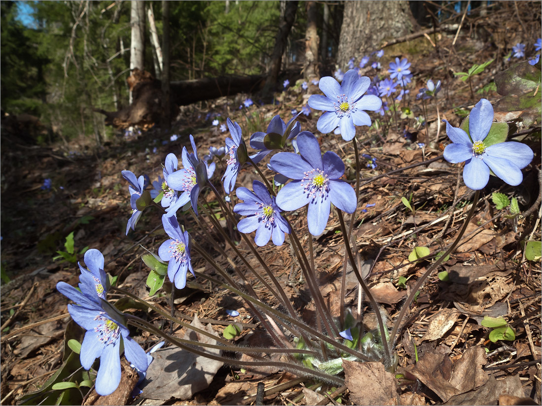 Изображение особи Hepatica nobilis.