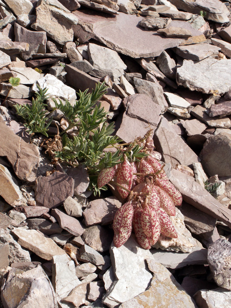 Image of Astragalus beketowii specimen.