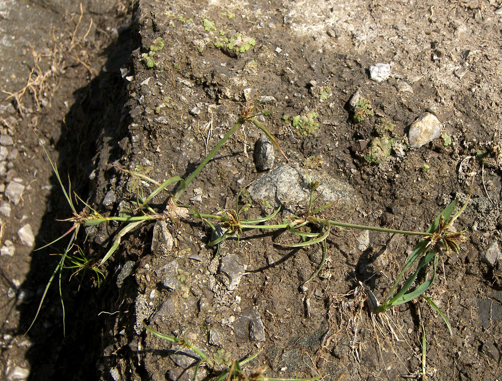 Image of Cyperus glaber specimen.