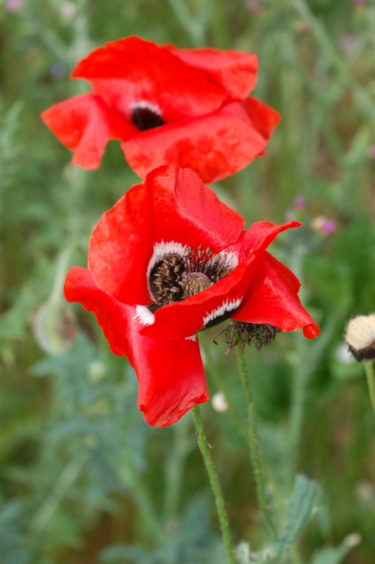 Изображение особи Papaver rhoeas var. strigosum.