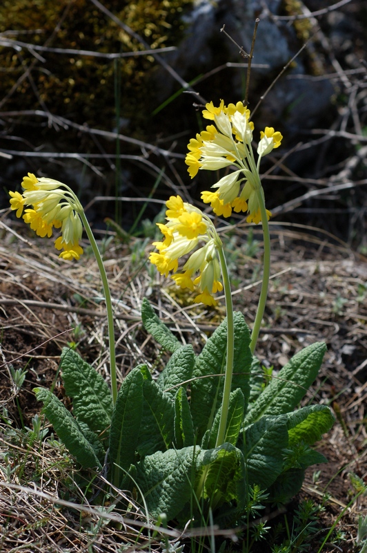 Image of Primula macrocalyx specimen.