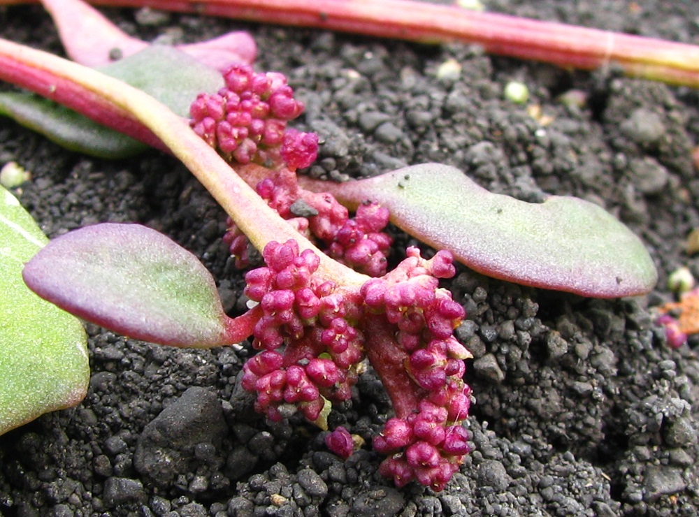 Image of Oxybasis chenopodioides specimen.