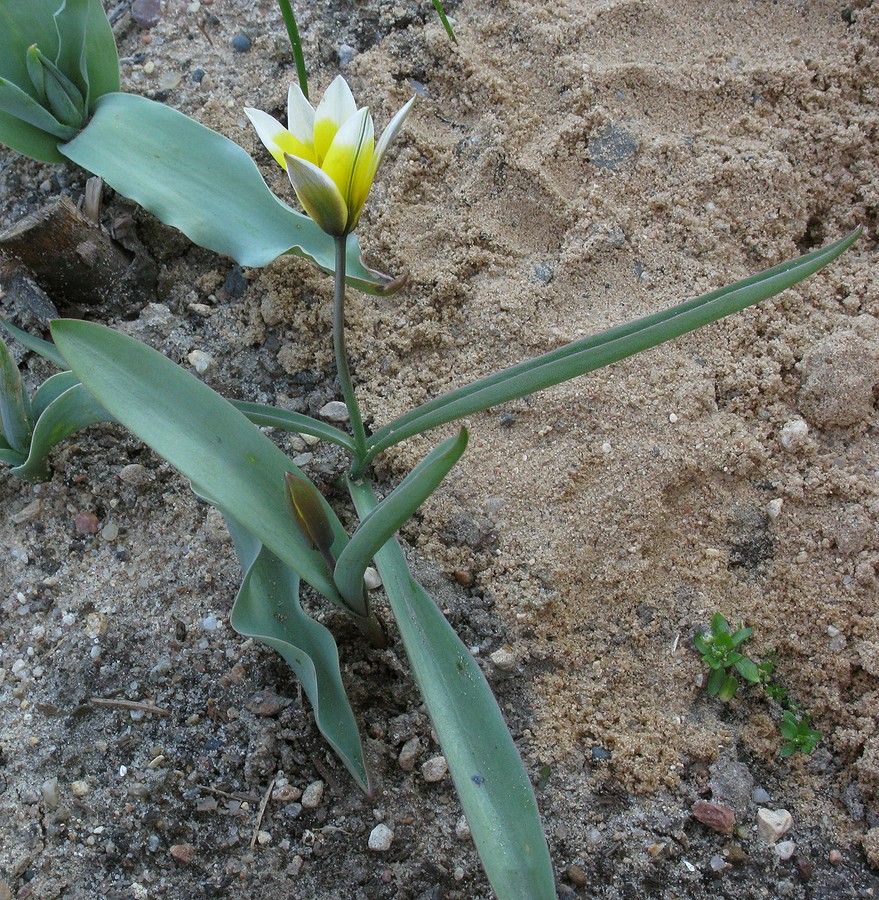 Image of Tulipa tarda specimen.