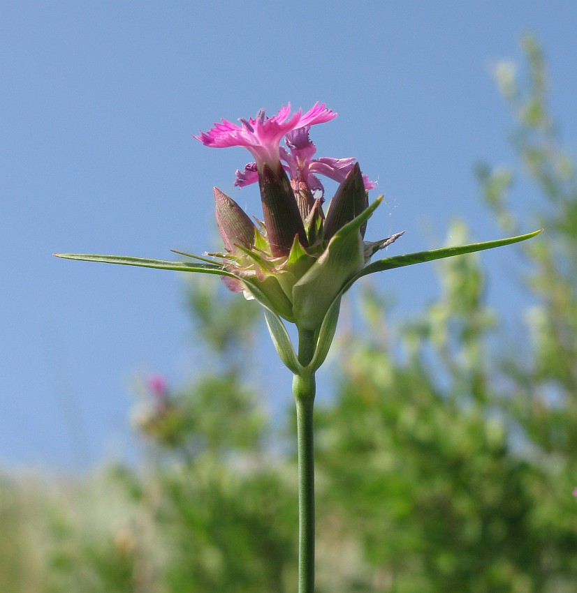 Изображение особи Dianthus andrzejowskianus.