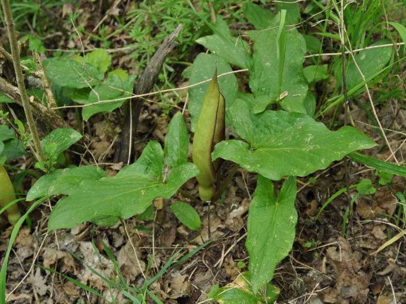 Image of Arum megobrebi specimen.