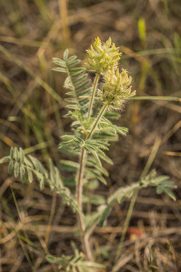 Image of Oxytropis pilosa specimen.