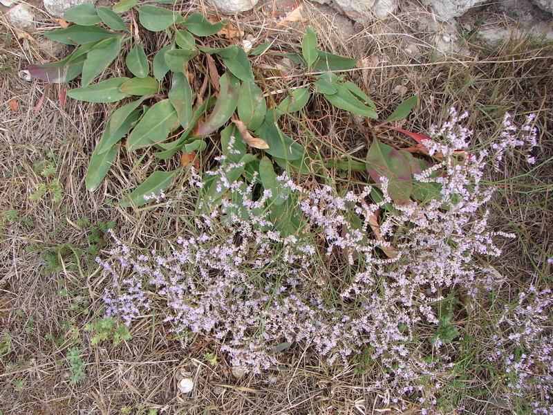 Изображение особи Limonium scoparium.